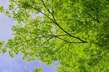 Fototapeta premium 春 爽やかな新緑