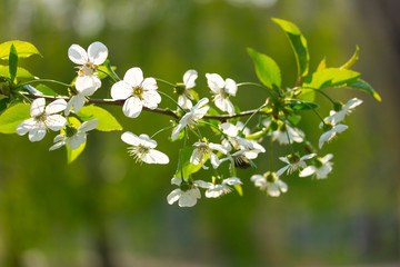 White flowers of cherry tree on spring sunny day