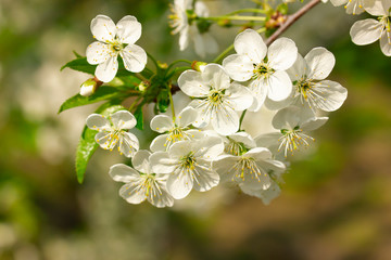 White flowers of cherry tree on spring sunny day