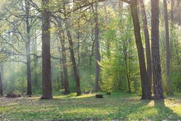 Forest in spring on light sunny day