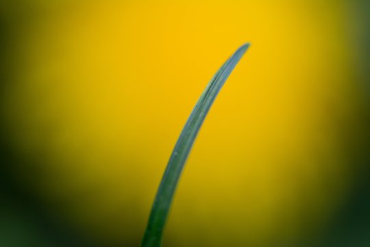 closeup of freen grass