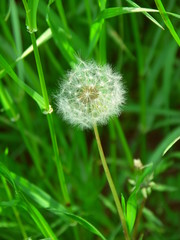 草むらの中の蒲公英の綿毛