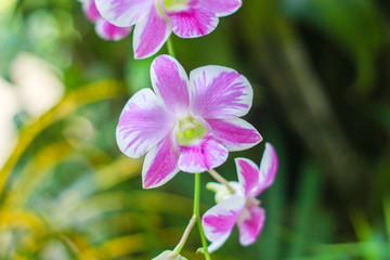 Pink and white orchids