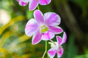 Fototapeta na wymiar Pink and white orchids
