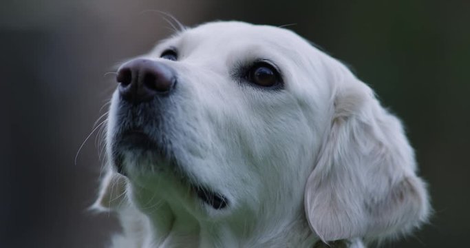 Beautiful white dog sniffing. Cute Golden Retriever. Well trained and alert waiting for treat,