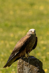 Harris hawk on a stump