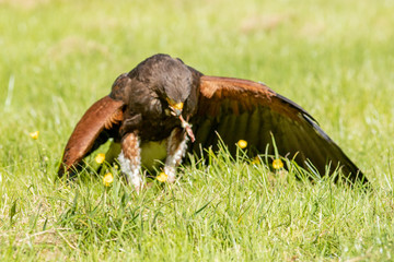 Harris hawk tucking into its prey.