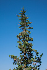 cypress on the Mediterranean Sea, view.