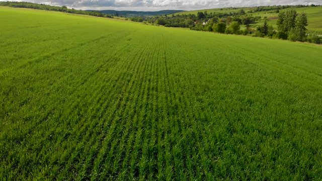 flying over the field of green wheat aerial background nature wallpapper