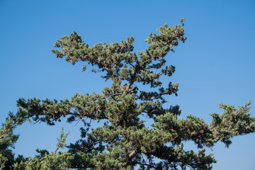 cypress on the Mediterranean Sea, view.
