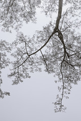 Big tree and branches of tree