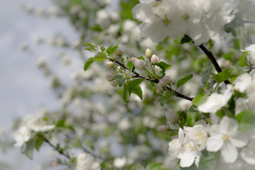 Apple tree in bloom. White flowers of apple in spring. Symbol of love, joy, flowering, hope. First, the buds are pink, then the flowers are white. The picture was taken in the spring, on a clear, sunn