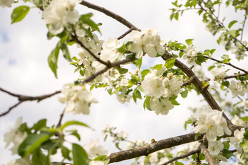 Apple tree in bloom. White flowers of apple in spring. Symbol of love, joy, flowering, hope. First, the buds are pink, then the flowers are white. The picture was taken in the spring, on a clear, sunn