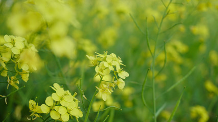 Mustard seed flower Yellow Background the nature of Bangladesh