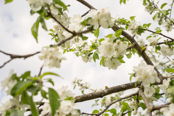 Apple tree in bloom. White flowers of apple in spring. Symbol of love, joy, flowering, hope. First, the buds are pink, then the flowers are white. The picture was taken in the spring, on a clear, sunn