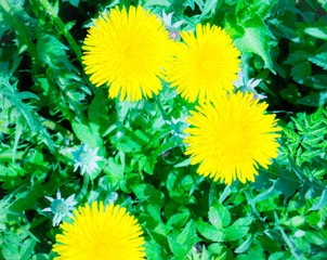 Dandelion officinalis, on a sunny day. In Christianity, he is a symbol of the passions of the Lord. He is a symbol of the sun, rebirth, understanding and love. Feng shui dandelions are beneficial plan