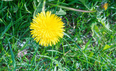 Dandelion officinalis, on a sunny day. In Christianity, he is a symbol of the passions of the Lord. He is a symbol of the sun, rebirth, understanding and love. Feng shui dandelions are beneficial plan