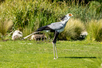 Secretary bird 