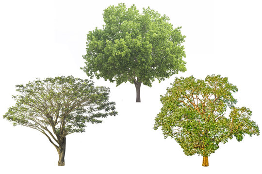 mix of old trees ,isolated big deciduous tree on a white background, for use in architectural design or  work.