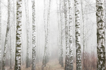 Young birches with black and white birch bark in spring in birch grove against background of other birches in foggy weather 
