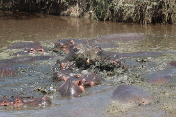 Tanzanie 