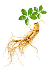ginseng isolated on white background © zcy