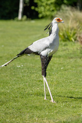 Secretary bird.