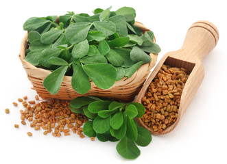 Fenugreek seeds with green leaves