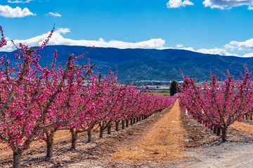 Orchards in bloom. A blossoming of fruit trees in Cieza, Murcia Spain