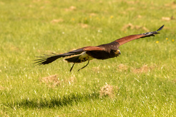 Close up of a  Harris hawk skimming low across the ground.
