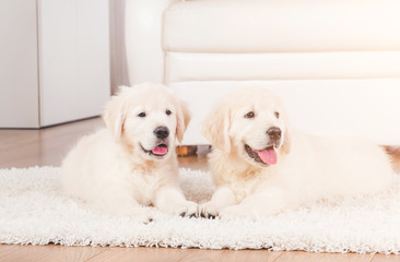 Two cute fluffy retriever breed puppies at home