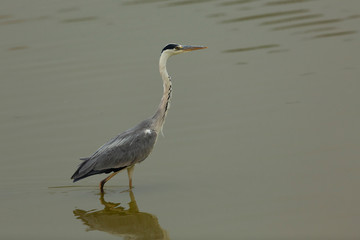 Fischreiher beim Fischfang im Fischteich