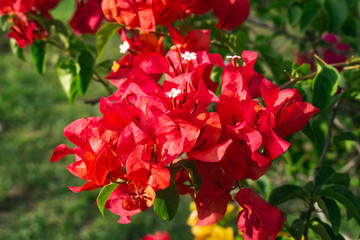Close up of red bougainvillea in vegetation background.