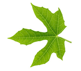 Chaya leaf isolated on white background
