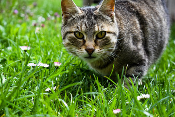 Naklejka na ściany i meble Cat in grass