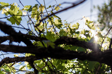 This is a capture of a green vine and you can see how the light of the sun go through the leafs 