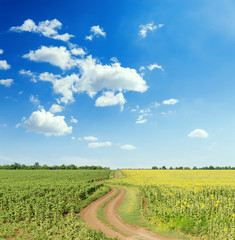 dirty road in green agriculture fields and blue sky with clouds