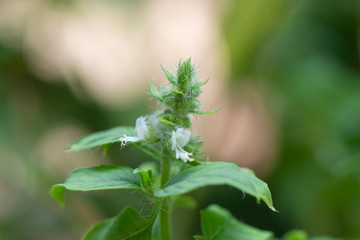 Hairy Basil flower in the garden