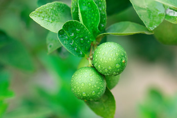 Water drops after rain green lemons on the tree