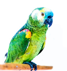 Beautiful bright green parrots sitting on the wooden stick isolated on the white background