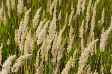 Wiese Gras
