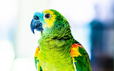 Beautiful colorful parrot sitting on the blurred background