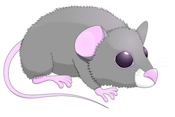 Сute rat with big eyes