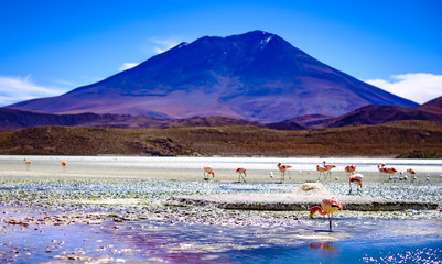 Amazing red Laguna Colorada scenery with flock of beautiful flamingos in mountanious Bolivia © Ievgen Skrypko
