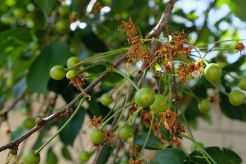 Green cherries on the tree. Branch with ovary close up.