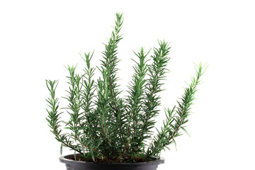 rosemary in a pot isolated on white background
