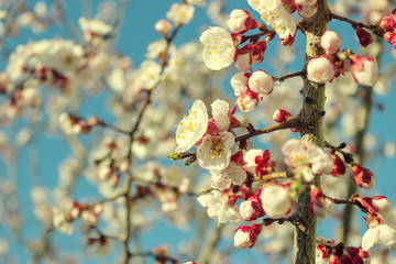 Almond tree flowers  close up. Blurry background with branches.  Selective focus.