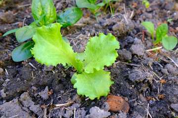 The bush of lettuce grows on the ground close up.