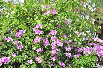 Purple-blue flowers with green leaves.Beautiful flowers in the garden Blooming in the summer.	