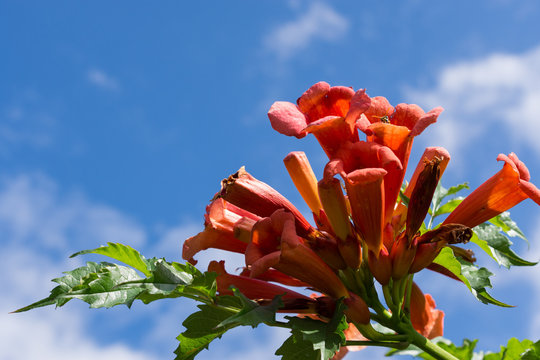 Trompetenblume